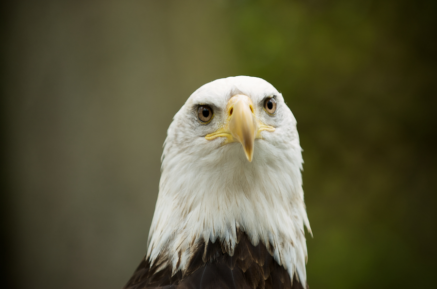 Vancouver Island Birds of Prey » Victoria Photographer | Portrait and